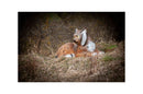 Center-Point Luchs, liegend-11