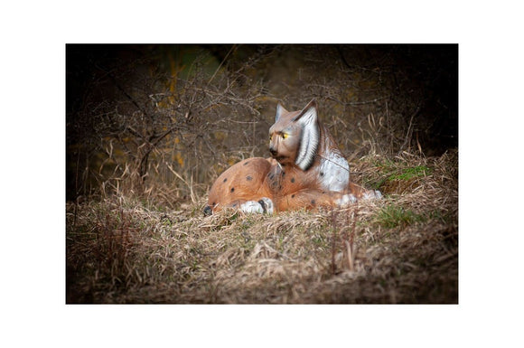Center-Point Luchs, liegend