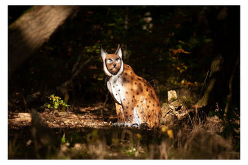 Center-Point Luchs, sitzend - 0