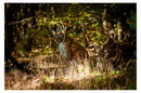 Center-Point Luchs, sitzend-4