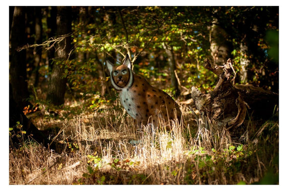 Center-Point Luchs, sitzend