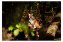 Center-Point Luchs, sitzend-5