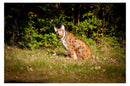 Center-Point Luchs, sitzend-6