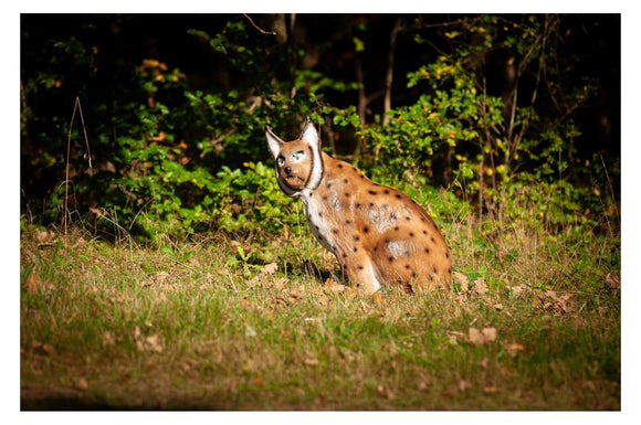 Center-Point Luchs, sitzend