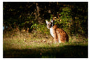 Center-Point Luchs, sitzend-8