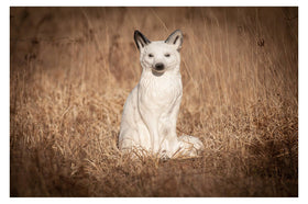 Center-Point Polarfuchs - 0