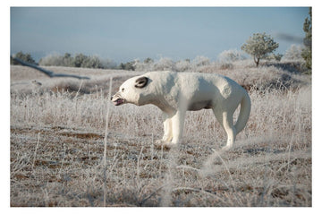 Center-Point Polarwolf - 0