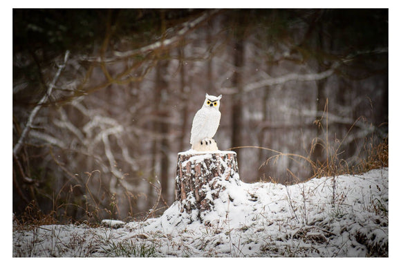 Center-Point Schneeeule