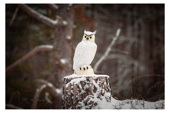 Center-Point Schneeeule