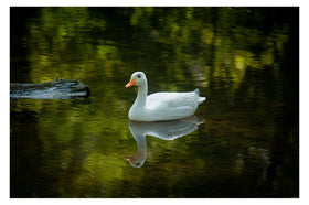 Center-Point Schneegans