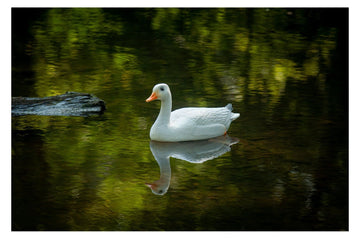 Center-Point Schneegans