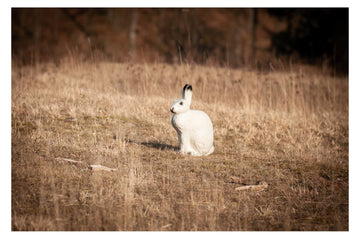 Center-Point Schneeschuhhase - 0