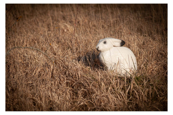 Center-Point Schneeschuhhase