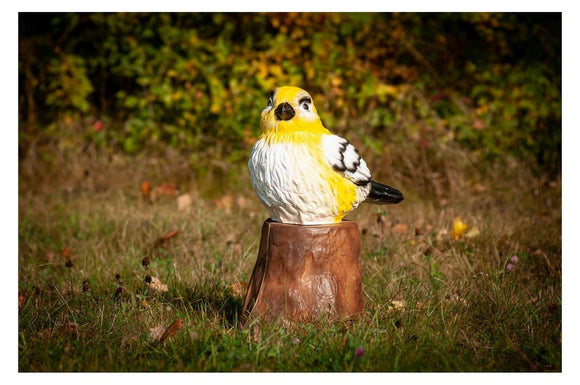 Center-Point Spatz