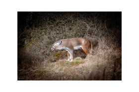 Center-Point Wolf, stehend - 0