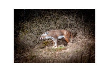 Center-Point Wolf, stehend - 0