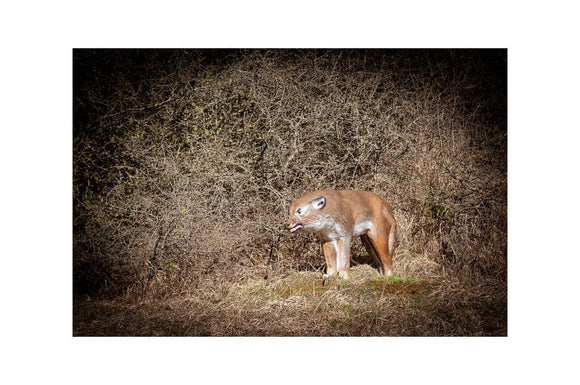 Center-Point Wolf, stehend