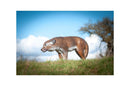 Center-Point Wolf, stehend-4