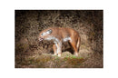 Center-Point Wolf, stehend-5