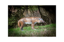Center-Point Wolf, stehend-10