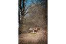 Center-Point Wolf, stehend-12