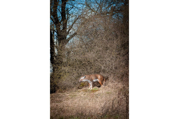 Center-Point Wolf, stehend