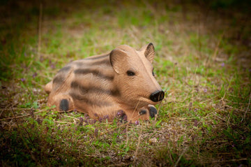 Center-Point Frischling, liegend - 0