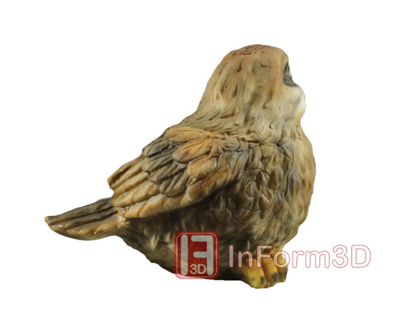 InForm3D dicker Spatz