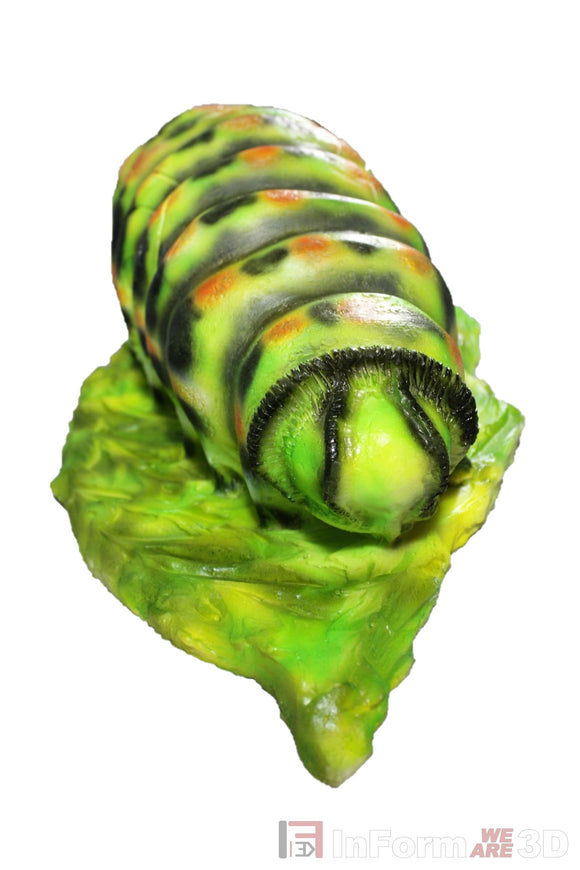 InForm3D Raupe