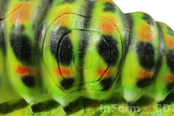 InForm3D Raupe