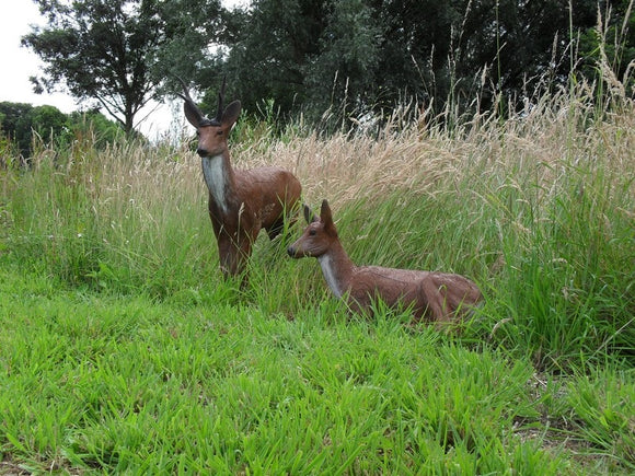 Leitold Rehgeiß, liegende Ricke
