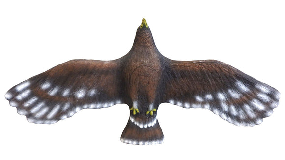 Leitold Steinadler, fliegend