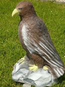 Leitold Steinadler, sitzend-1