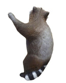 Leitold Waschbär kletternd-4