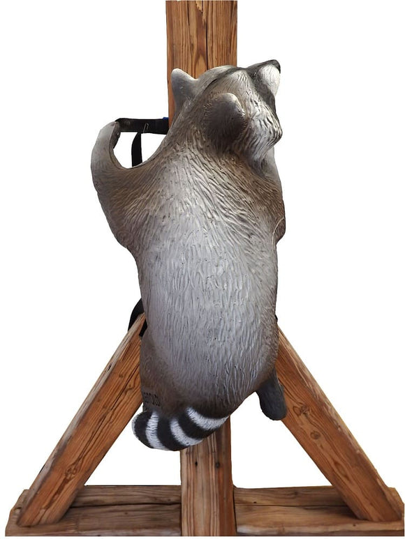 Leitold Waschbär kletternd