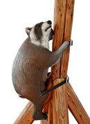 Leitold Waschbär kletternd-8