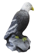 Leitold Weißkopfseeadler, sitzend-3