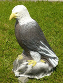 Leitold Weißkopfseeadler, sitzend-1