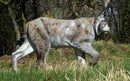 NaturFoam Luchs, laufend-1