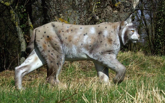 NaturFoam Luchs, laufend