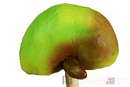 InForm3D Apfel-7