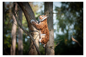 Center-Point Luchs kletternd - 0