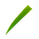Feder RW Shield Solid-10