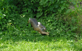 NaturFoam Hase, rennend