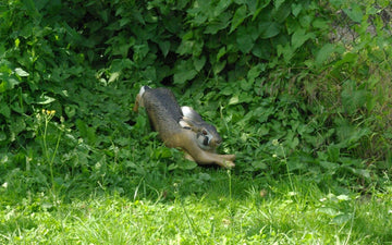 NaturFoam Hase, rennend