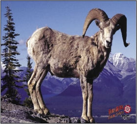 Dura-Mesh Doelschijfopzetstuk Dikhoornschaap