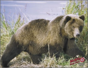 Dura-Mesh Doelschijfoverlay Grizzly