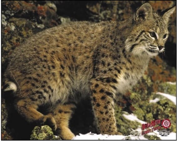 Dura-Mesh Doeloplaag Lynx