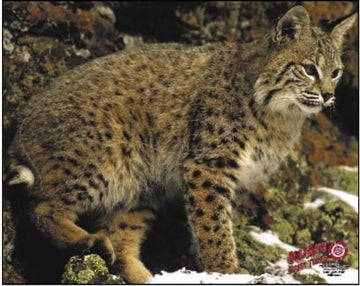 Dura-Mesh Zielscheibenauflage Luchs