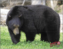Dura-Mesh Zielscheibenauflage Schwarzbär-1